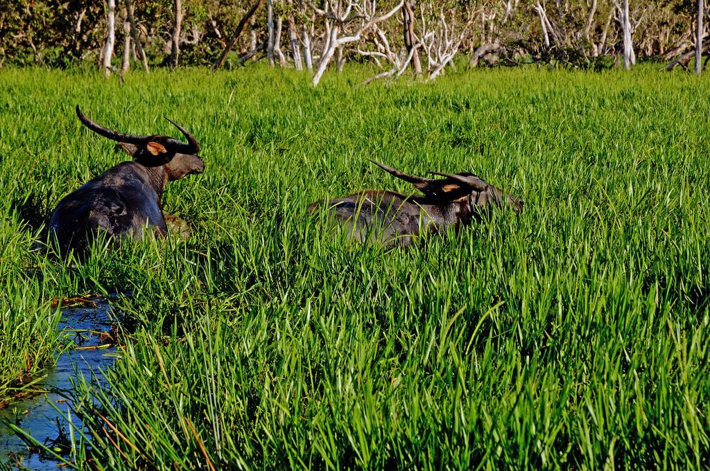 Bamurru Plains Point Stuart Eksteriør bilde
