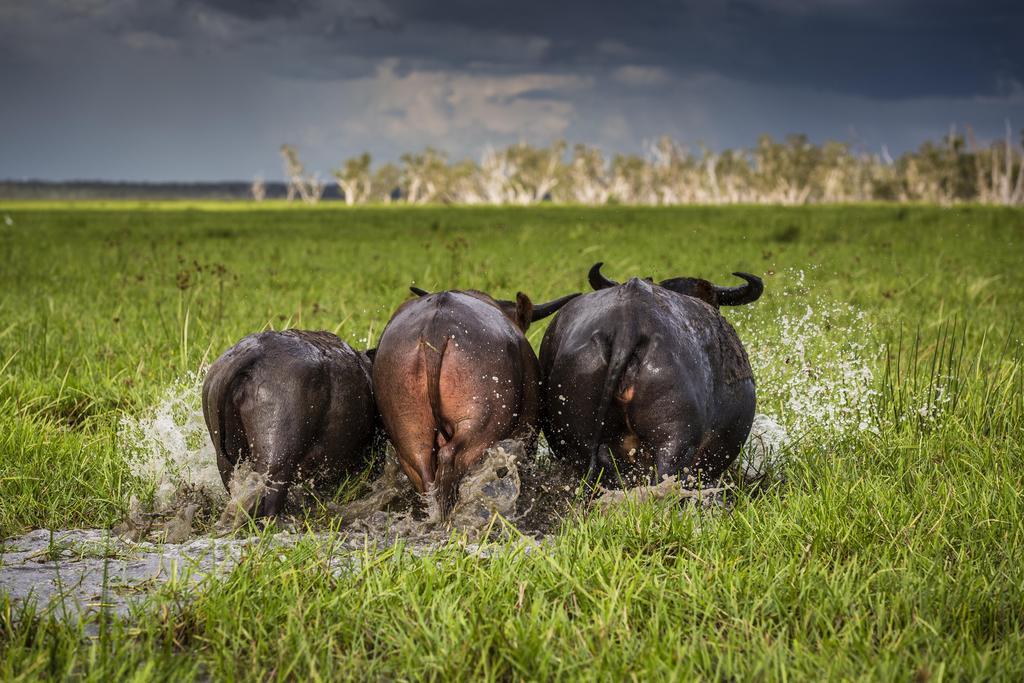 Bamurru Plains Point Stuart Eksteriør bilde